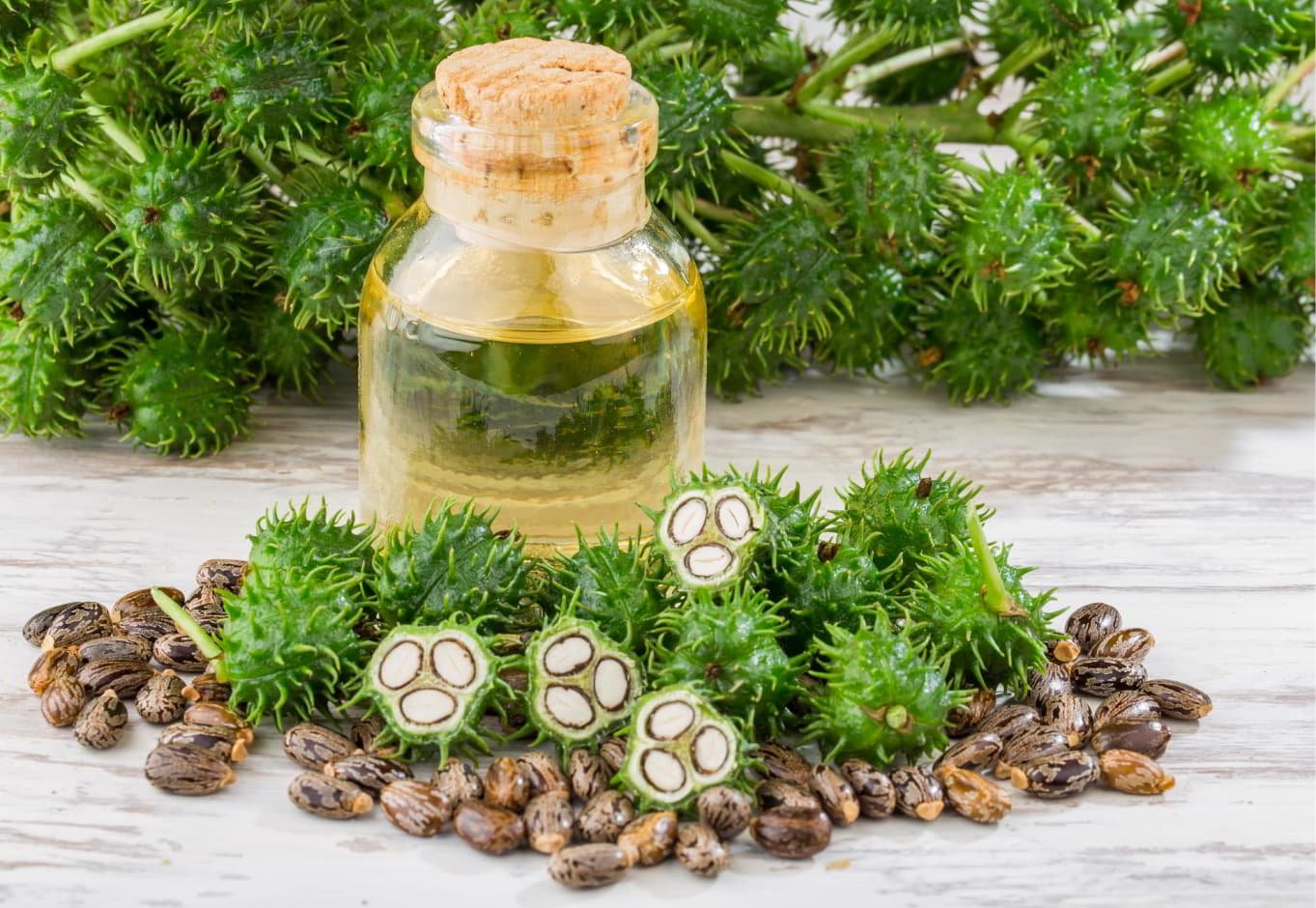 Exploring the World of Castor Oil & Agro Products